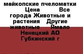  майкопские пчеломатки F-1  › Цена ­ 800 - Все города Животные и растения » Другие животные   . Ямало-Ненецкий АО,Губкинский г.